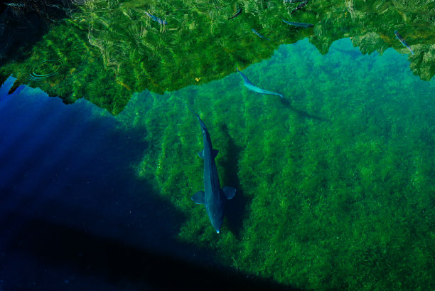 绿藻池塘，淡水鱼在露天游泳图片下载
