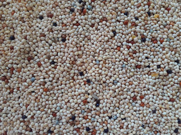 鸟的食物种子图片下载