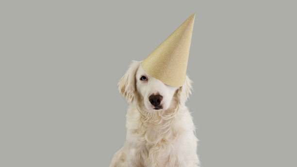 可爱的蓝眼睛狗庆祝生日，狂欢节，狂欢节或新年派对，戴着金色的闪闪发光的帽子。孤立的灰色背景。图片下载
