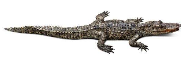 鳄鱼孤立的白色图片下载