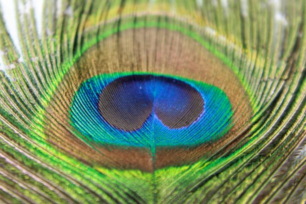 羽毛鲜艳的孔雀特写图片下载