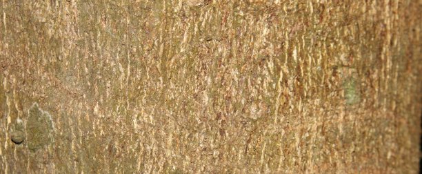 树皮纹理背景图片下载