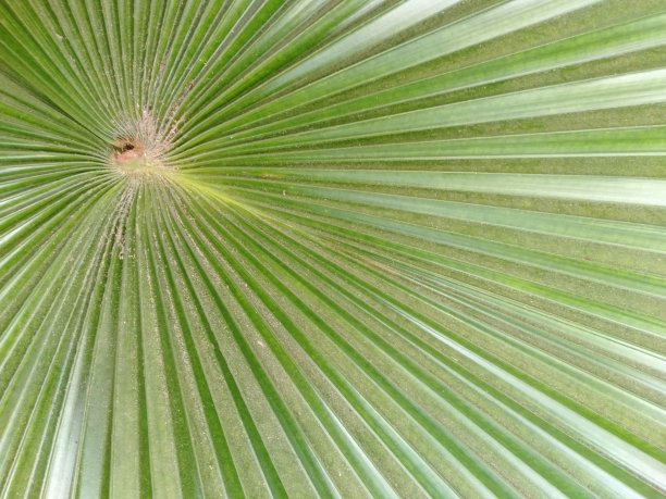 糖棕榈叶图片下载