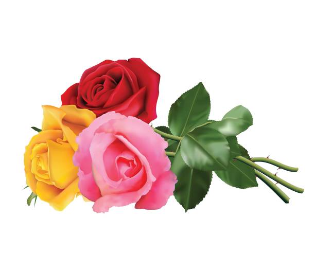 三朵美丽的玫瑰图片下载