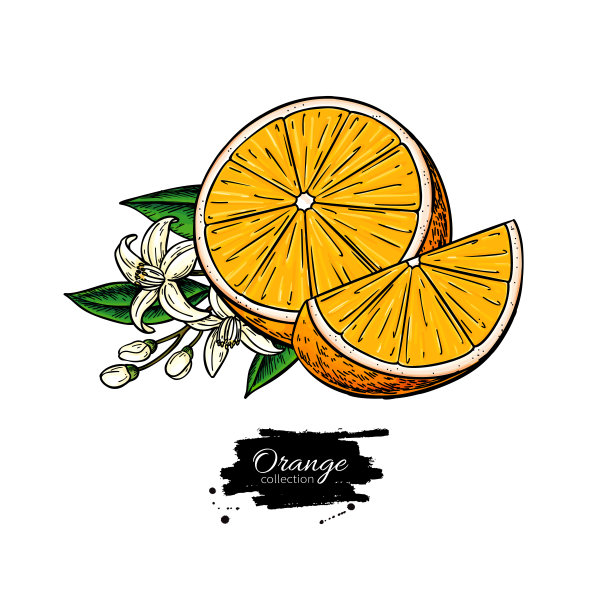 橙色的矢量图。夏天水果插图。孤立的手画桔片和花盛开。图片下载