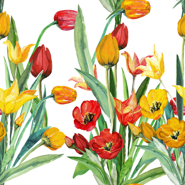 红色郁金香。图片下载