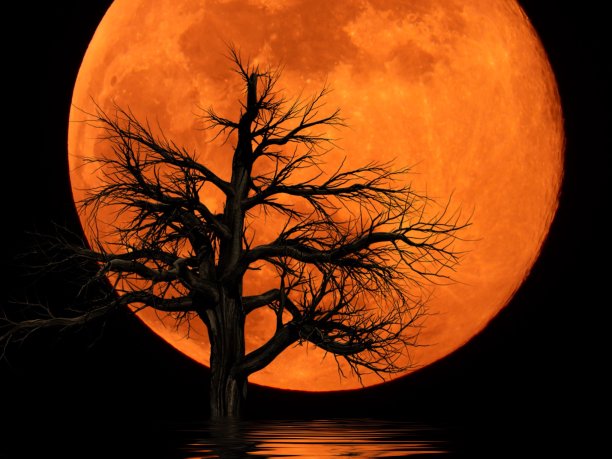 死植物的满月图片下载