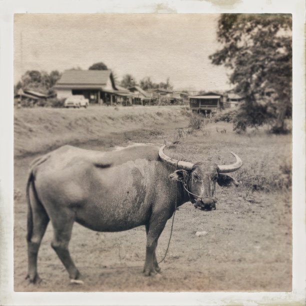 老式水牛画图片下载