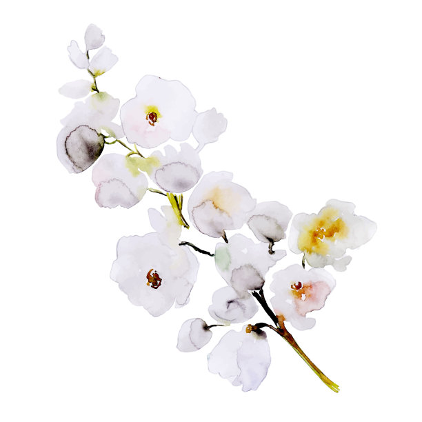 水彩花卉和叶子元素集合图片下载