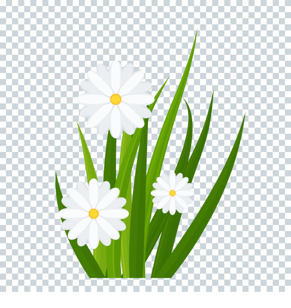 甘菊和绿色的草在透明的背景图片下载