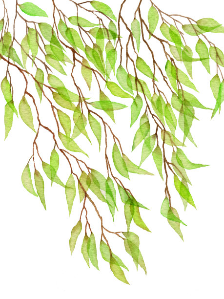 水彩绿叶。夏日装饰贺卡。装饰花卉ornnnament。花画用树叶和树枝。水彩透明叶子的婚礼请柬。图片下载