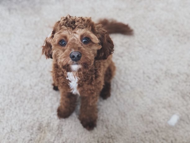 可爱的小狗图片下载