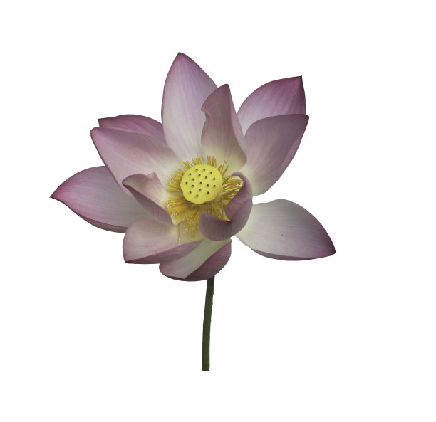 粉红色的荷花剪小路图片下载