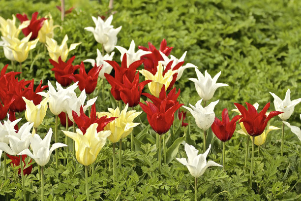 郁金香图片下载