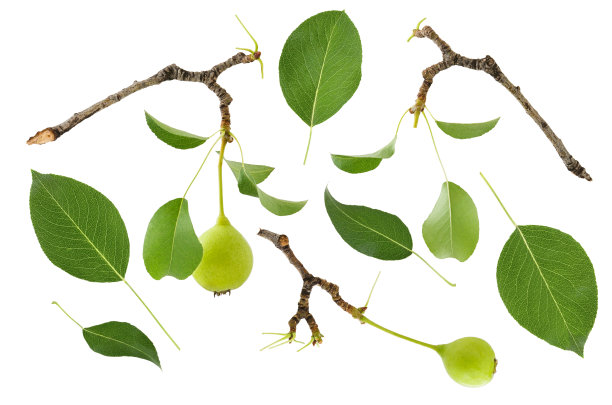 在白色背景上孤立的枝，叶和水果，梨或果树组图片下载