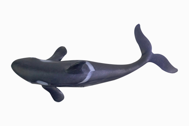 图玩具虎鲸孤立的特写图像。图片下载
