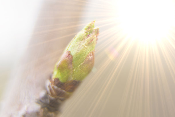 微距拍摄的一个年轻的春天芽的树木图片下载