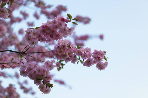 在拉脱维亚的东欧首都里加的一个公园里，五颜六色的樱花绽放着——夕阳下的粉色和洋红图片下载