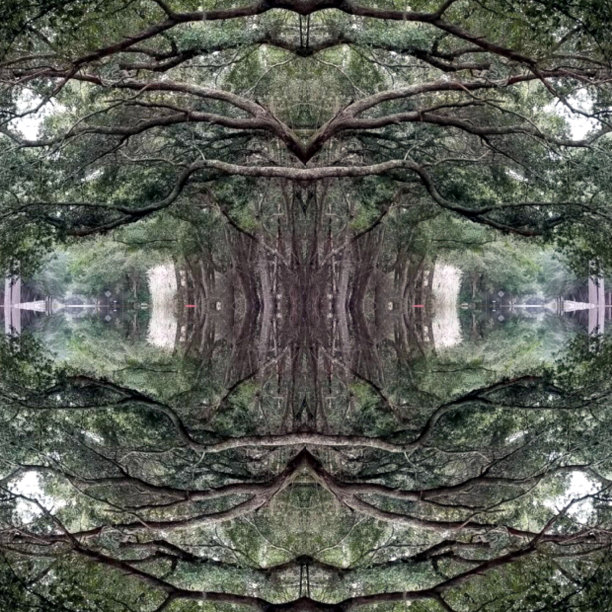 生活橡树的抽象照片拼贴图片下载