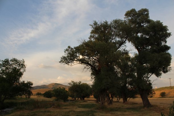美丽的风景和古老的树木图片下载