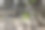 春天，树枝上新鲜的绿叶闭合了图片下载