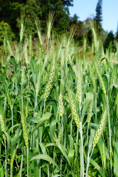 栽培农业领域的绿色小麦。图片下载
