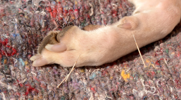 狗的腿上有针灸针图片下载