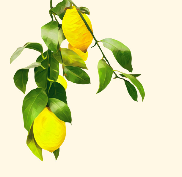 柠檬分支模式。水果模板。图片下载
