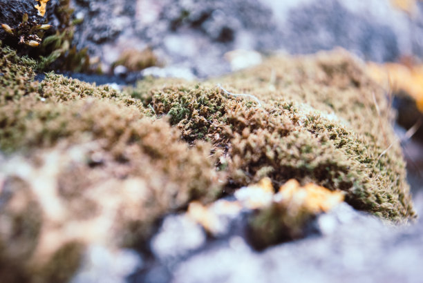 宏观纹理混凝土表面有黄色地衣。图片下载