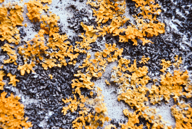 宏观纹理混凝土表面有黄色地衣。图片下载