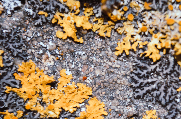 宏观纹理混凝土表面有黄色地衣。图片下载