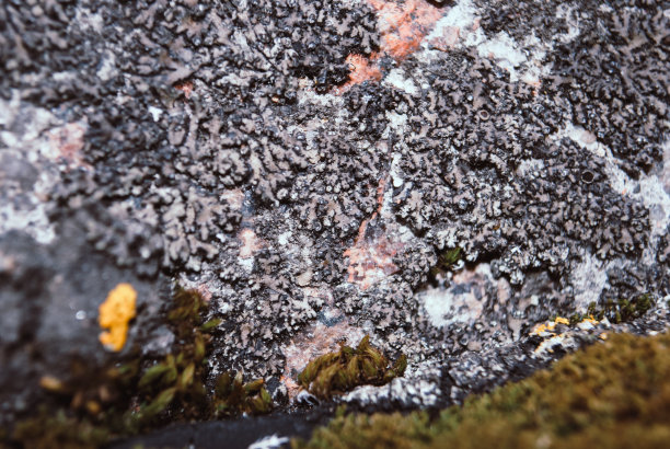 宏观纹理混凝土表面有黄色地衣。图片下载