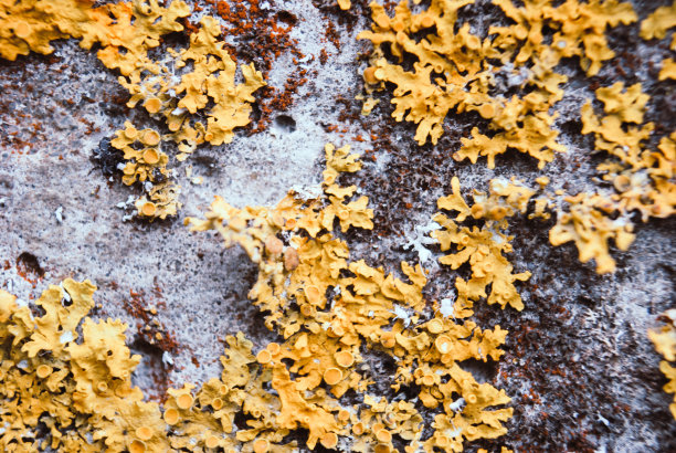 宏观纹理混凝土表面有黄色地衣。图片下载