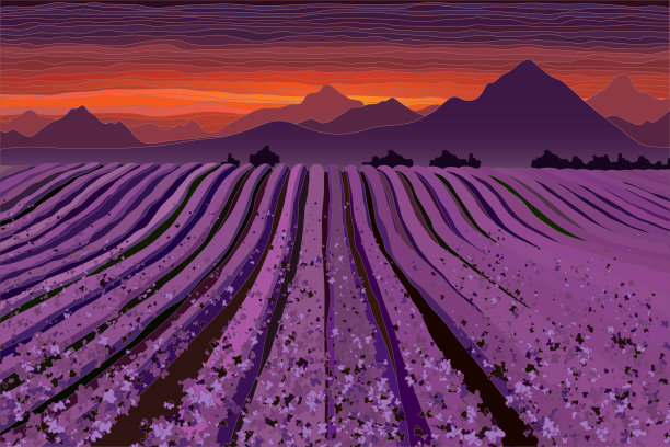 黄昏的薰衣草田。一行行花丛图片下载