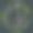 无缝图案茶与枝叶茶。向量的雕刻图片下载