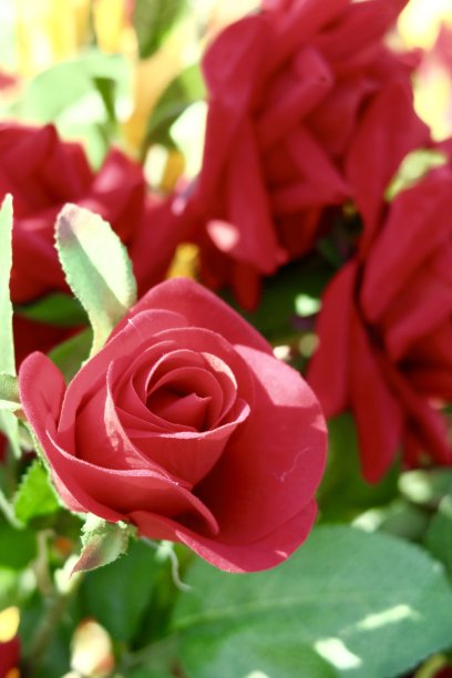 浪漫逼真的情人节人造红玫瑰，永恒的塑料和丝绸红玫瑰花瓣照片图片下载