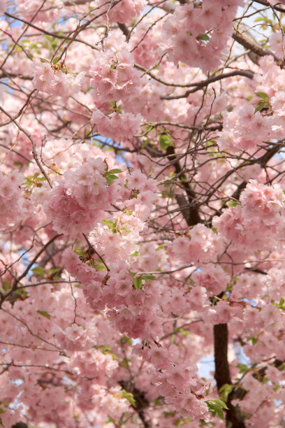 樱花的花图片下载