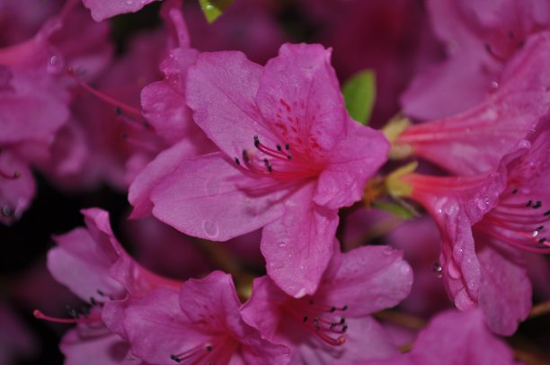 四月的午后，春雨降临，韩国的杜鹃花晶莹透亮图片下载
