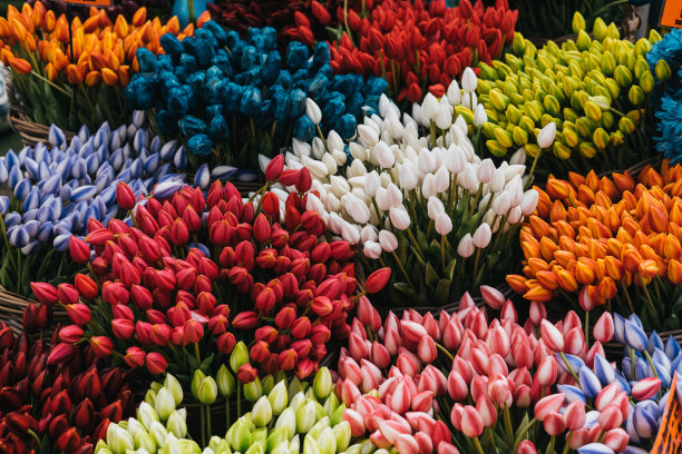 阿姆斯特丹花店的多色郁金香图片下载