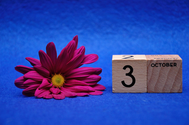 在10月3日的木块上，蓝色的背景是紫色的雏菊图片下载