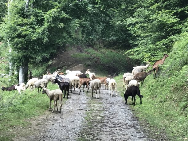 山里的羊群图片下载