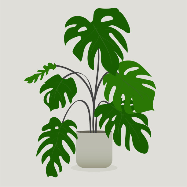 花盆里的绿色植物。蓬莱蕉植物图片下载