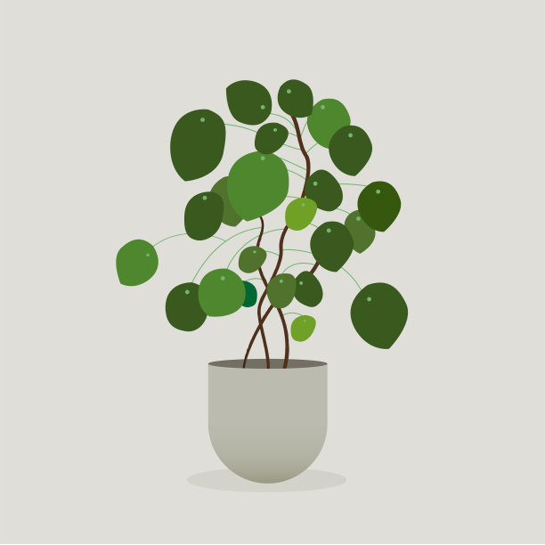 盆里的绿色植物。Pilea植物图片下载