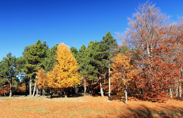 秋天的颜色在一个公园与不同种类的树木。图片下载