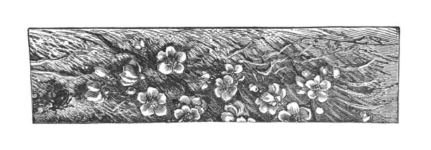 儿童古董绘本插画：藤蔓上的花朵素材图片