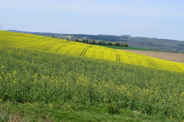 黄色的田野和绿色的山丘图片下载