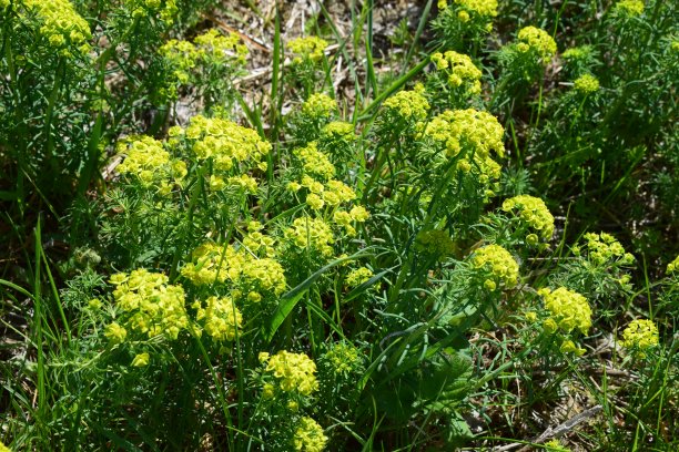 黄色的田野和绿色的山丘图片下载