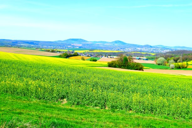 黄色的田野和绿色的山丘图片下载