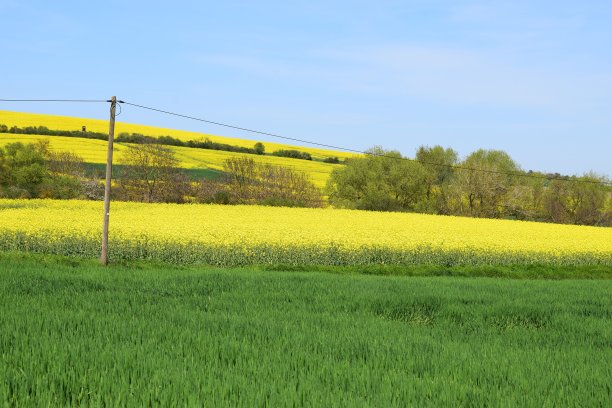 黄色的田野和绿色的山丘图片下载