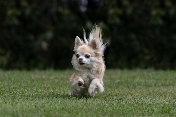 长毛吉娃娃摆姿势图片下载